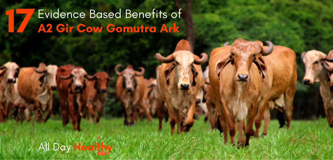 17 Evidence Based Benefits of A2 Gir Cow Gomutra Ark - AllDayHealthy